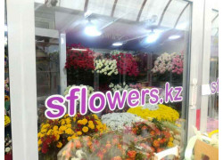 Sflowets.kz